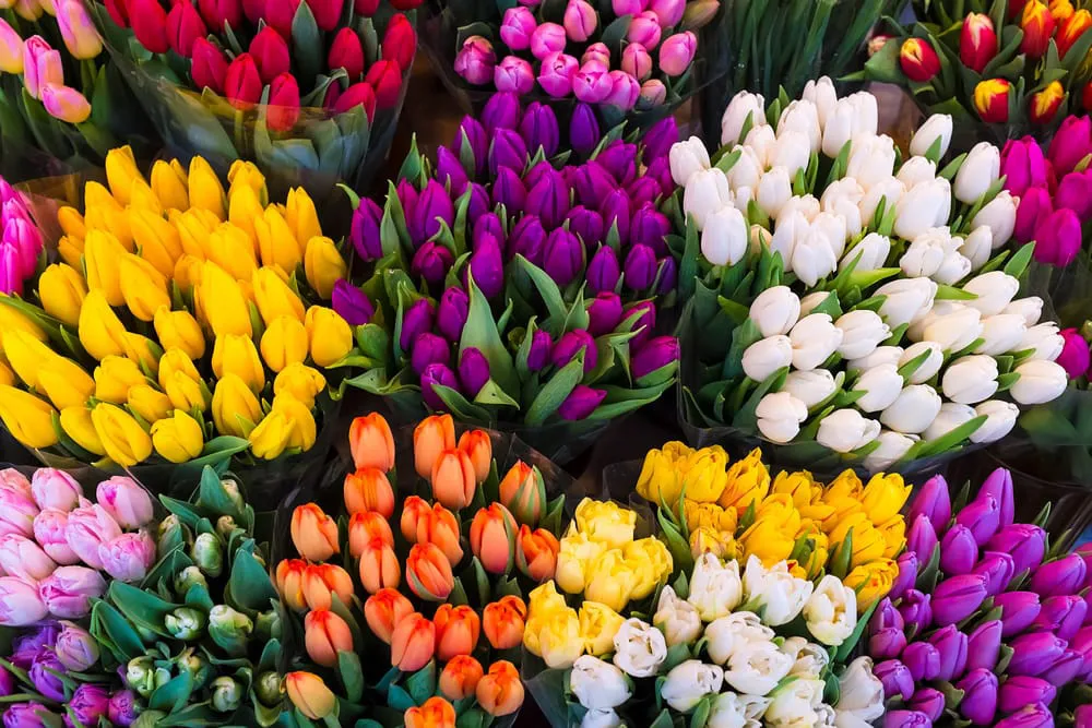 Tulipani