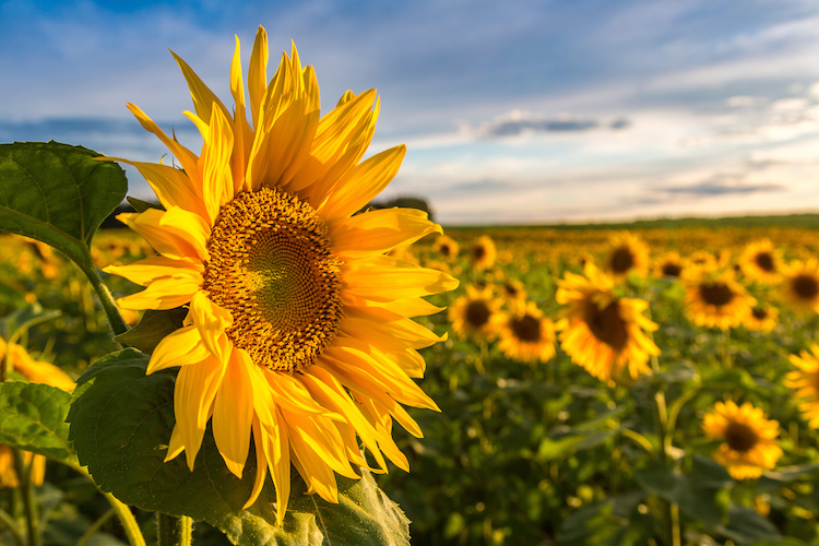 Il Girasole