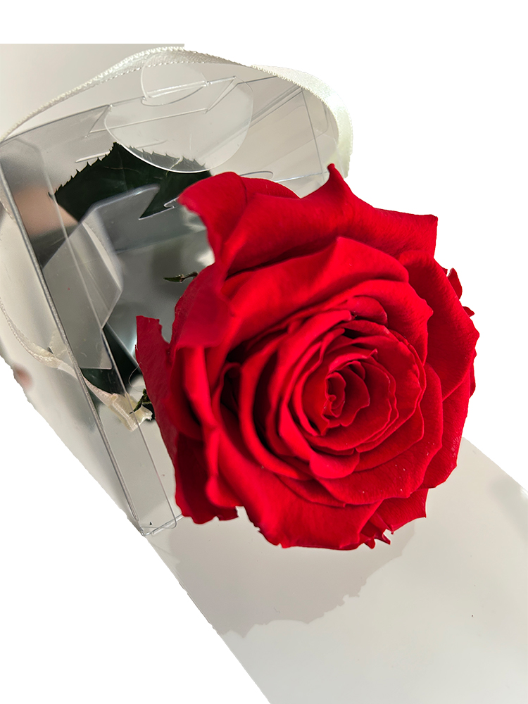 Rosa Stabilizzata Singola a gambo lungo
